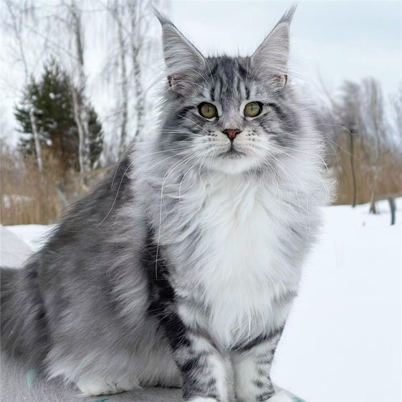 缅因猫巨型纯种银虎斑棕虎斑大体型挪威森林猫幼崽缅因猫幼猫活体