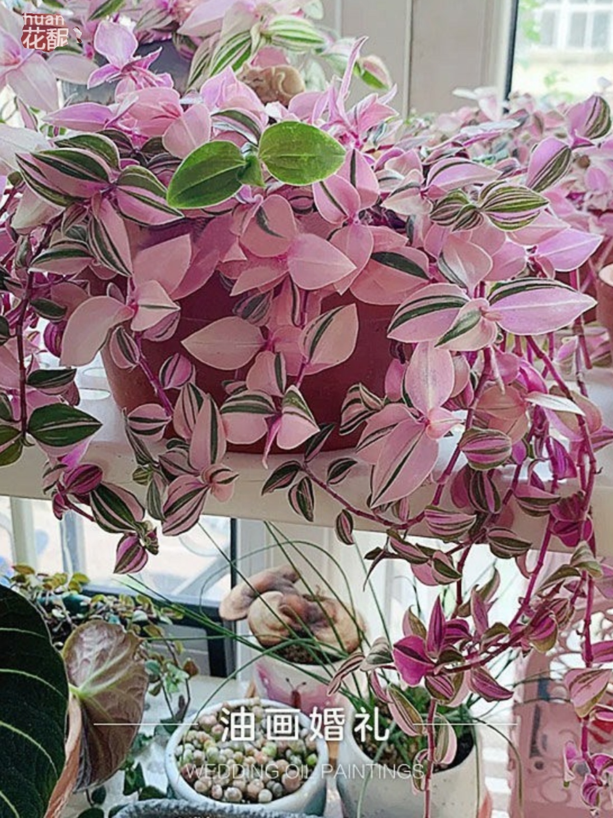 油画婚礼吊兰盆栽带盆室内好养观叶水培植物防桌面辐射绿植盆栽