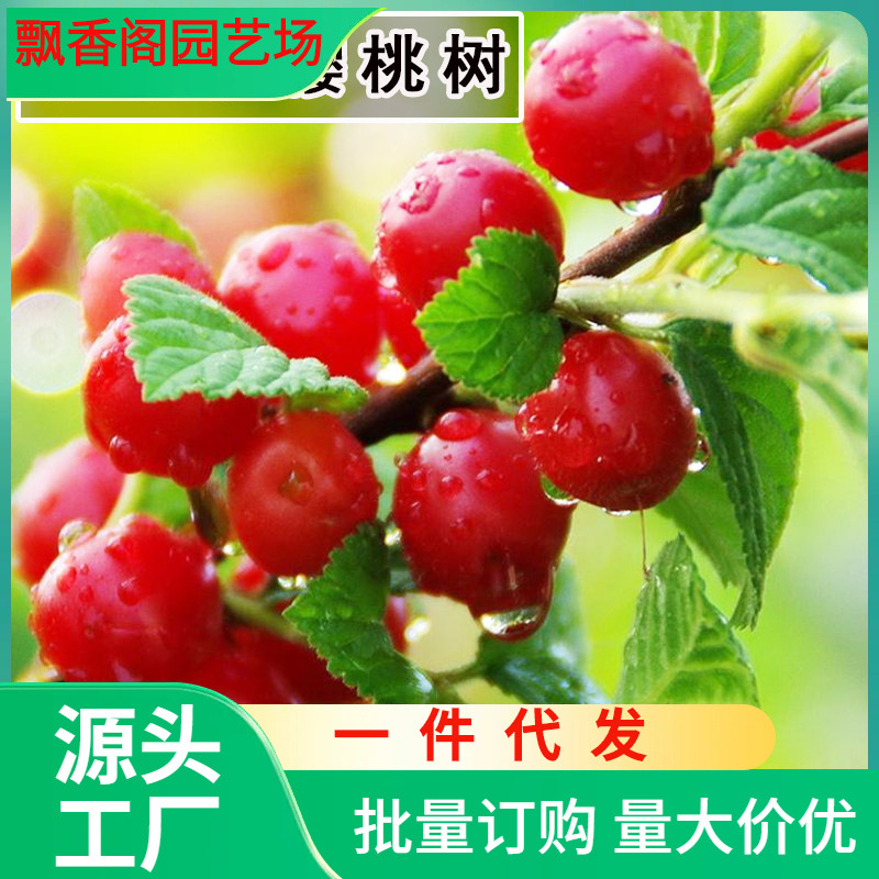 一件代发东北小樱桃树苗山樱桃毛樱桃野生樱桃果树苗盆栽地栽南方