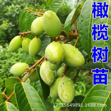 青橄榄树苗果树苗苏皮甜橄榄嫁接苗正宗金玉三棯橄榄苗黑橄榄树苗