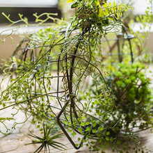 掬涵黑骨芒仿真花绿植缠绕藤蔓蕨类植物装饰造景仿真园艺装饰挂件