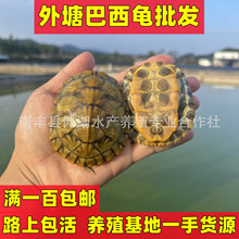 巴西龟宠物龟巴西苗乌龟苗大巴西龟乌龟摆摊七彩小乌龟活体批发