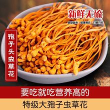 AAA级大孢子头虫花干货新鲜 无硫金虫北虫蛹虫煲汤食用