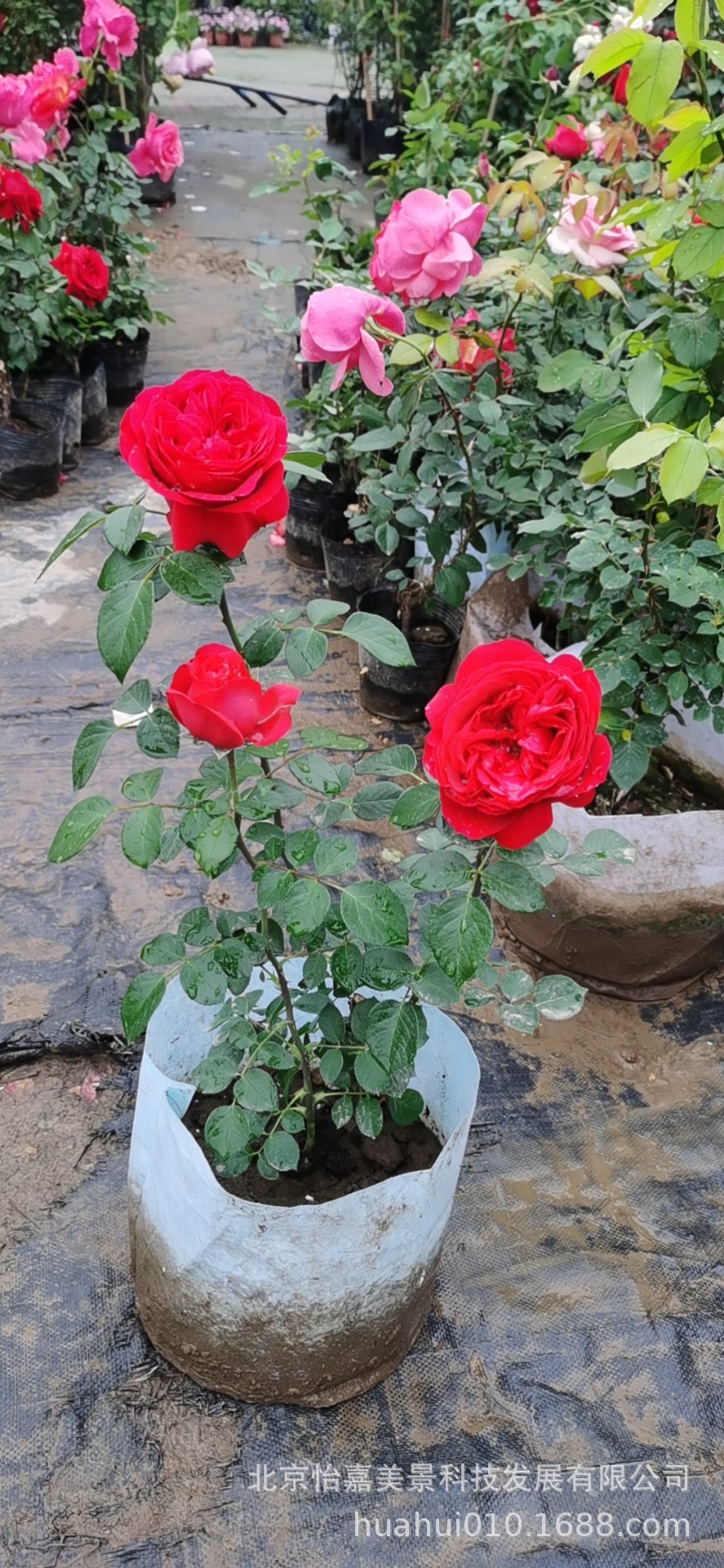 供应北京月季花蔷薇花大花月季欧月爬藤月季苗工程月季苗基地批发