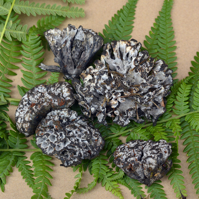 现货新鲜野生干巴菌500克包邮顺丰云南昆明特产蘑菇送虎皮椒味香