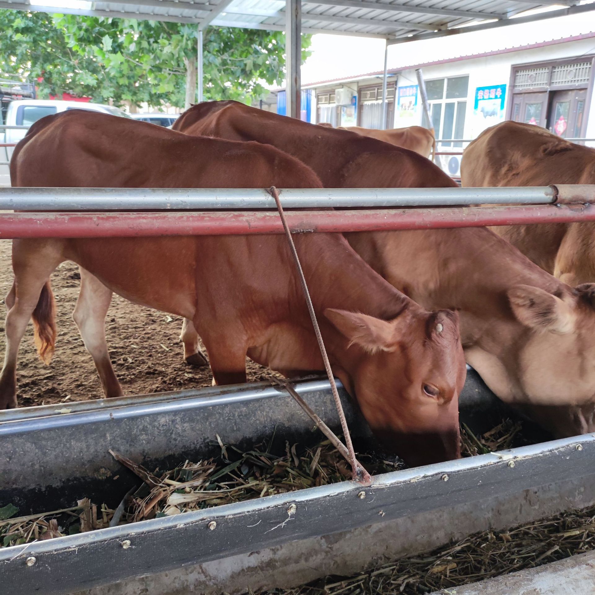 纯种鲁西黄牛养殖场技术改良黄牛价先养再付款 出售西门塔尔牛犊 买牛