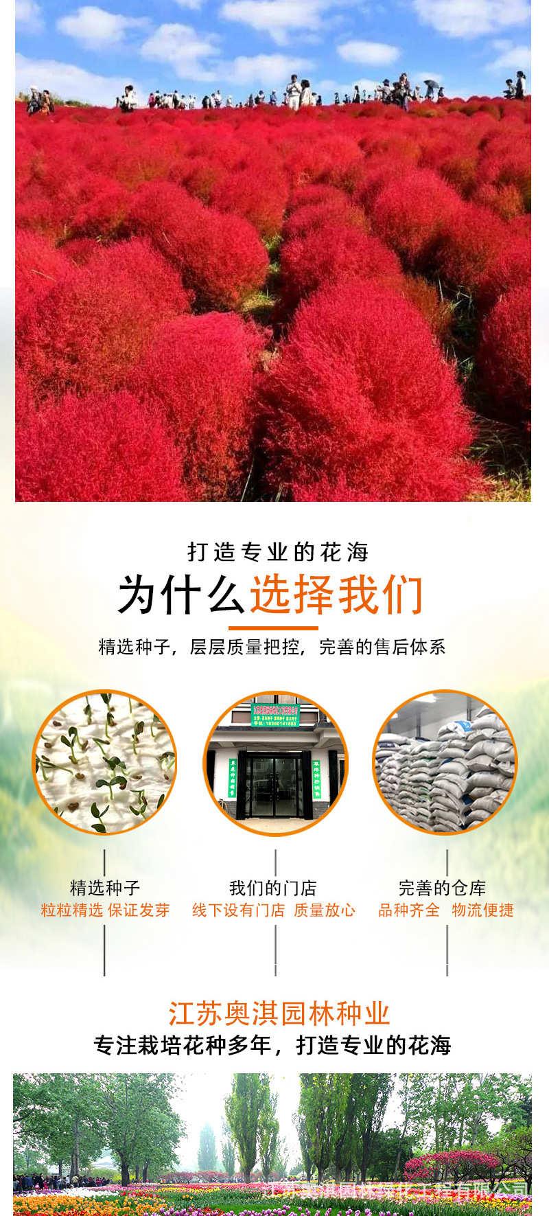 红叶地肤种子绿叶地肤草种子地麦铁扫帚苗菜种子园林景观花海种子