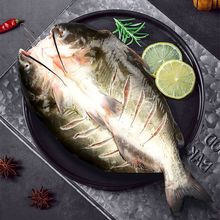 开背清江鱼鲜活冷冻烤鱼半成品纸包江团调味腌制鮰鱼整箱商用食材