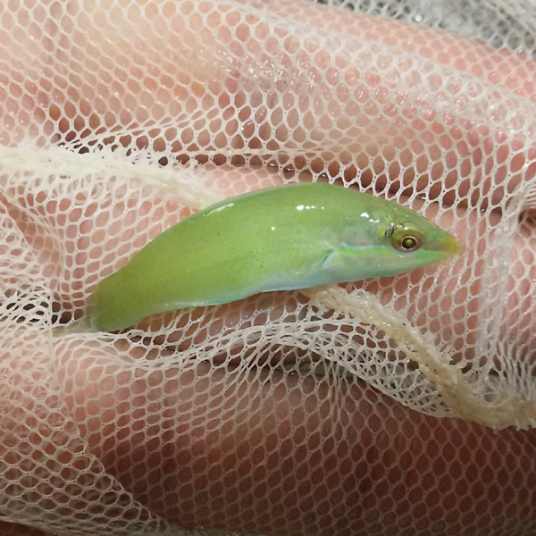 绿龙 青龙小型隆头鱼 海水鱼活体 翻沙吃虫海水观赏生物绿龙鱼