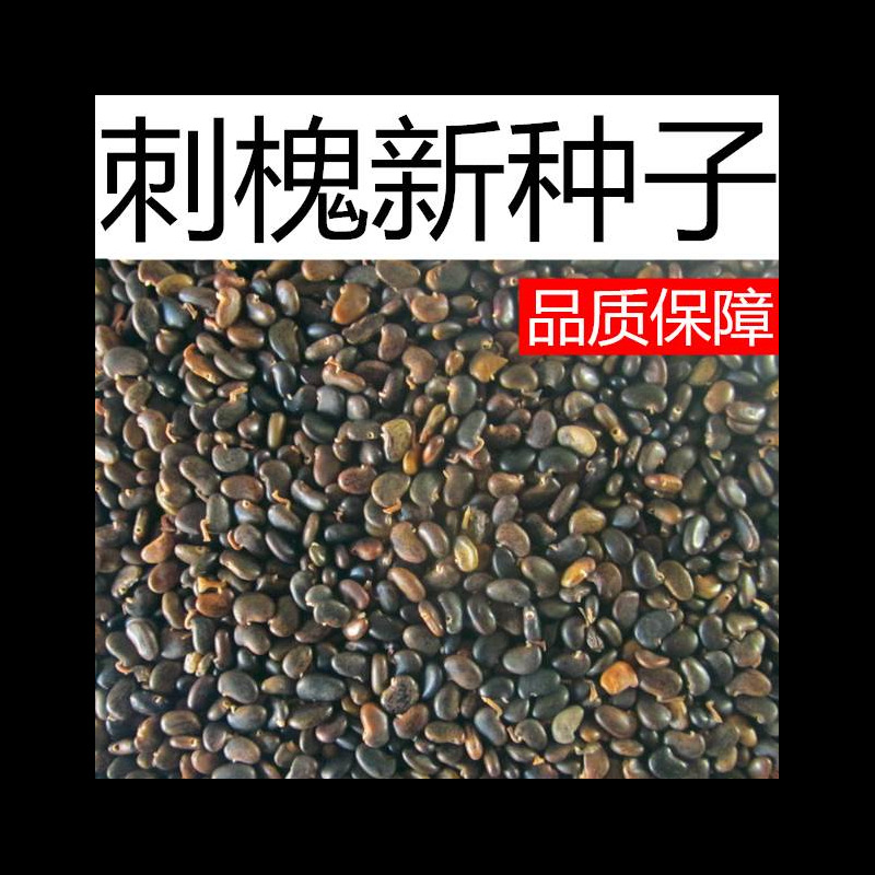 护坡灌木黄花槐种子洋槐树刺槐种子 紫穗槐 国槐种子