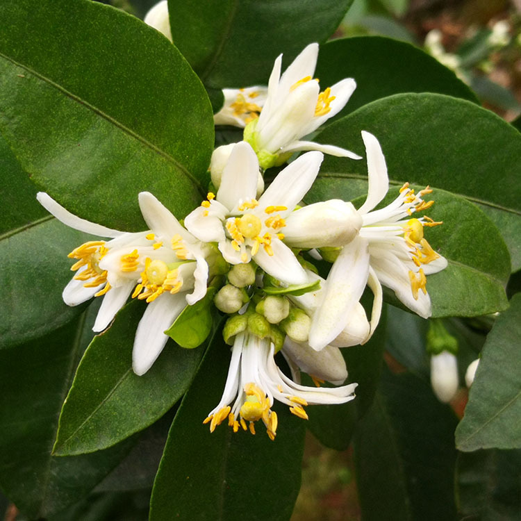 鲜花萃取植物精油 10ml苦橙花精油鲜花朵朵蒸馏橙花精油