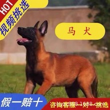 犬舍直销纯种马犬幼犬爆红小马犬狗出售活体成年科目马犬护卫军犬