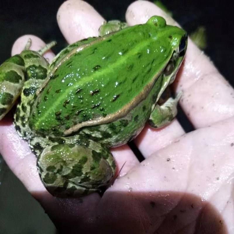 青蛙稻田养殖新鲜青蛙肉田鸡黑斑蛙现抓冰冻保鲜真空包装活体顺丰