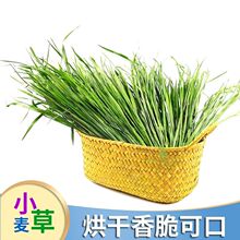 小麦草包邮烘干小麦兔子龙猫荷兰猪新鲜小麦苗清香干工厂一件批发