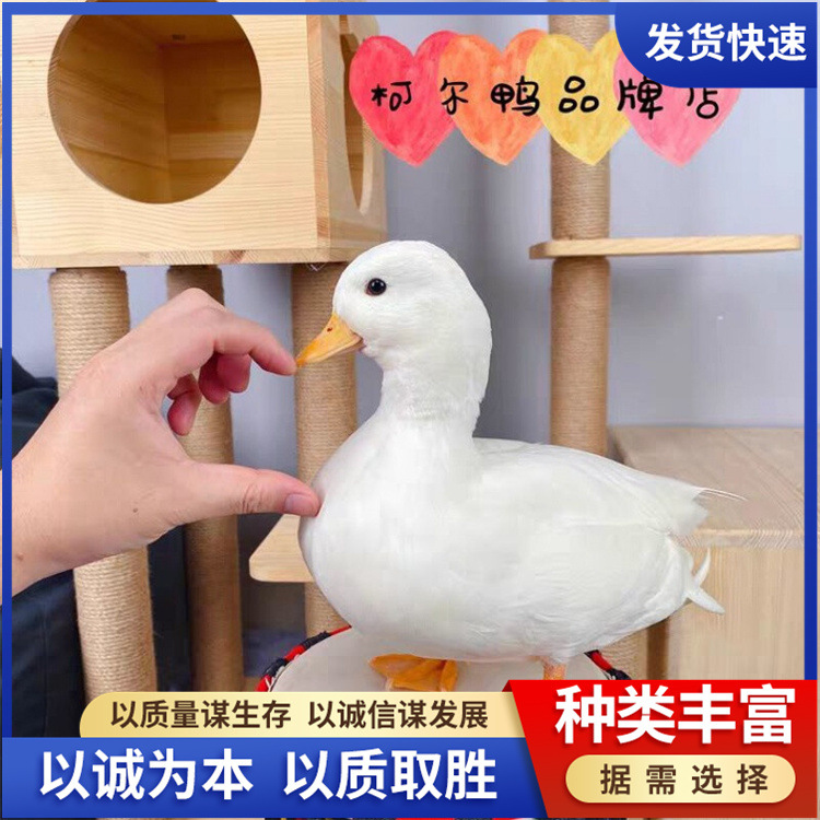 亲人互动幼崽梅花鹿格 景区观赏迷你梅花鹿活体梅花鹿-阿里巴巴