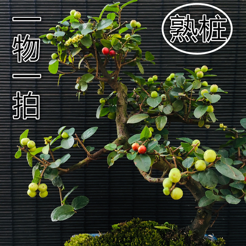 岭南盆景造型-岭南盆景造型厂家,品牌,图片,热帖-阿里巴巴