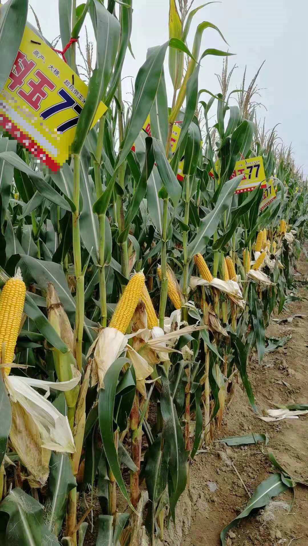 甘肃玉米种子批发