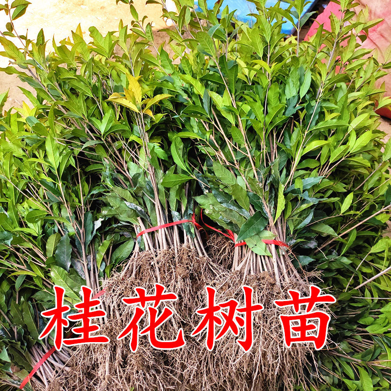绿植桂花金桂苗八花树苗好养的苗原生植树节绿化苗浓香型