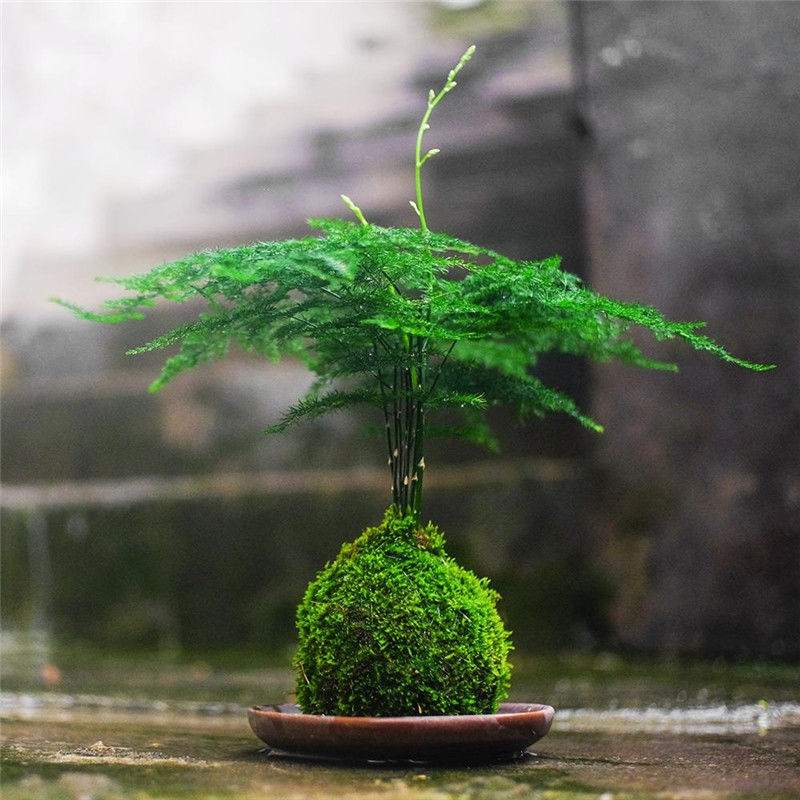 苔藓球 微景观文竹镜面草六月雪迷你小盆栽室内好养 水培绿植摆件