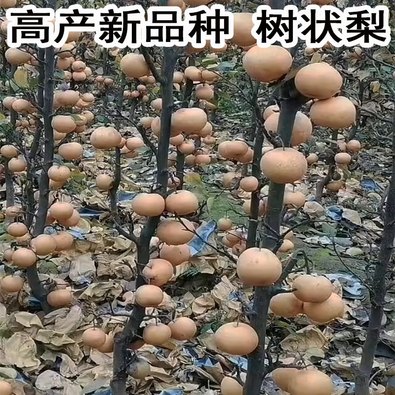 梨树果苗嫁接薄皮早酥梨子苗脆甜南方北方种植当年结果秋月梨梨树