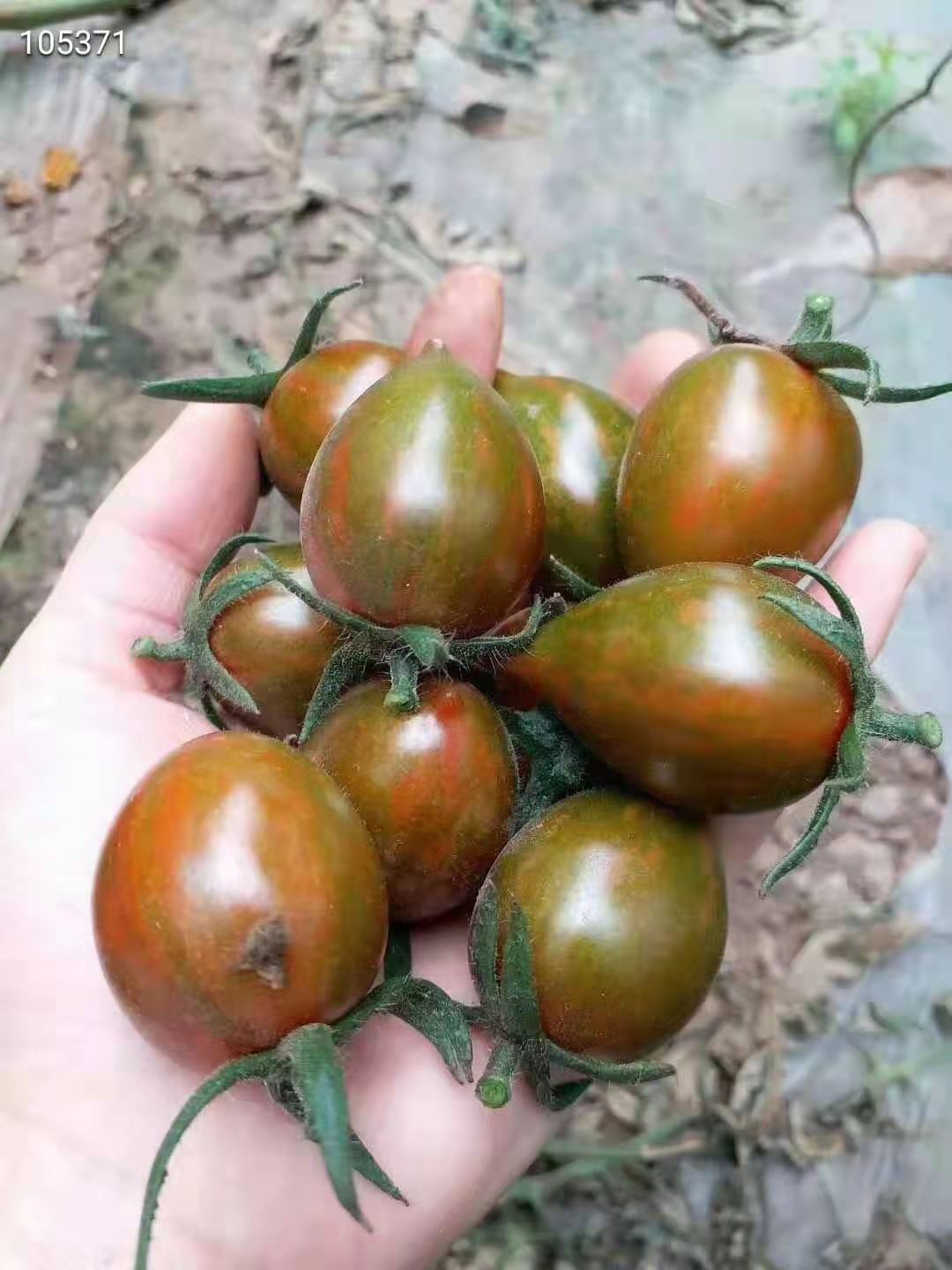 山东寿光迷彩小番茄圣女果新鲜西红柿蔬菜水果柿子千禧生吃3斤5斤