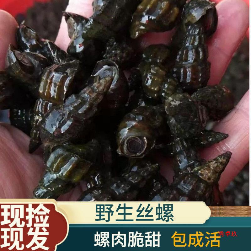 广东连州产扭纹螺鲜活深山山坑螺爽口山坑螺螺丝螺水产-阿里巴巴