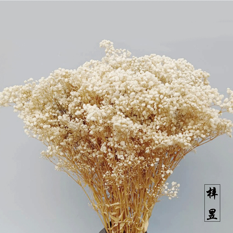 永生满天星伊洛斯保鲜花花束配花花束白色满天星babybreath干花