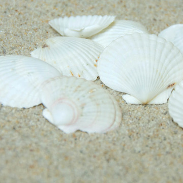 福海人家/夏夷贝薄白扇贝  海洋生物标本装饰工艺品贝壳扇贝