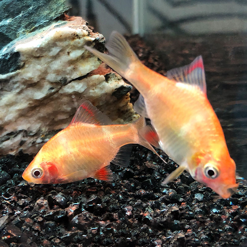 5-3cm大金虎皮四间虎皮鱼热带观赏鱼活体透光亮彩鱼耐养活批发