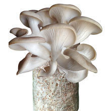 蘑菇种植包秀珍菇大+喷壶+食用菌菌种一件批发厂家速卖通厂家批发