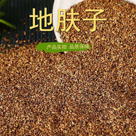 地肤种子 红地肤 绿地肤种子扫帚苗 孔雀松 景观花海庭院草花种子