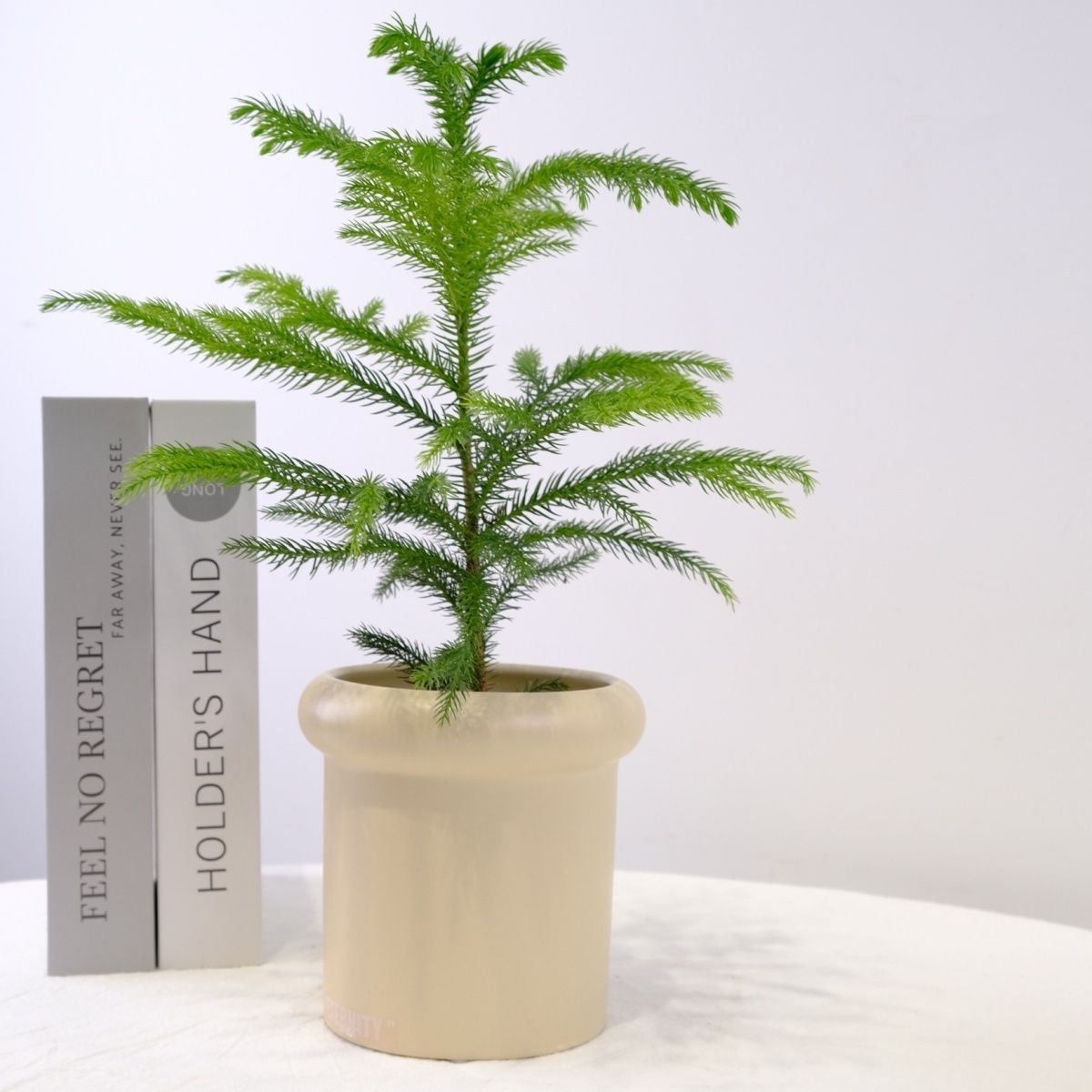 北欧ins风网红新年圣诞节 镇宅南洋杉圣诞树新家可爱好养绿植盆栽