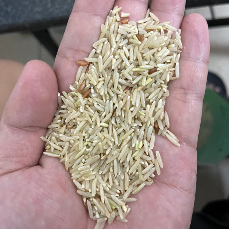 2023新糙米农家自种长粒糙米粗娘胚芽米当季五谷杂粮主食大米5斤