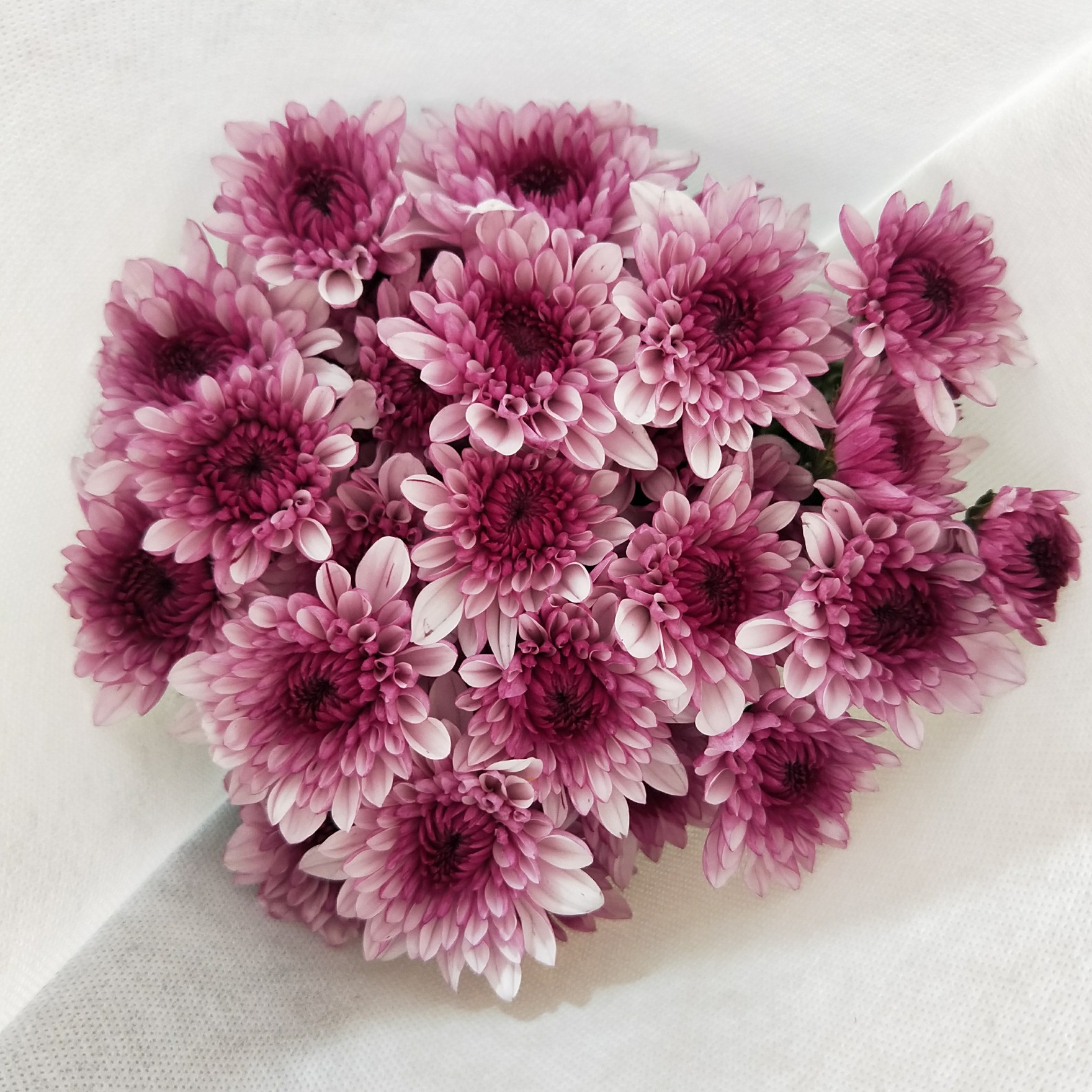 新鲜多色小雏菊鲜花家庭办公室会议插花鲜切花昆明速递空运包邮