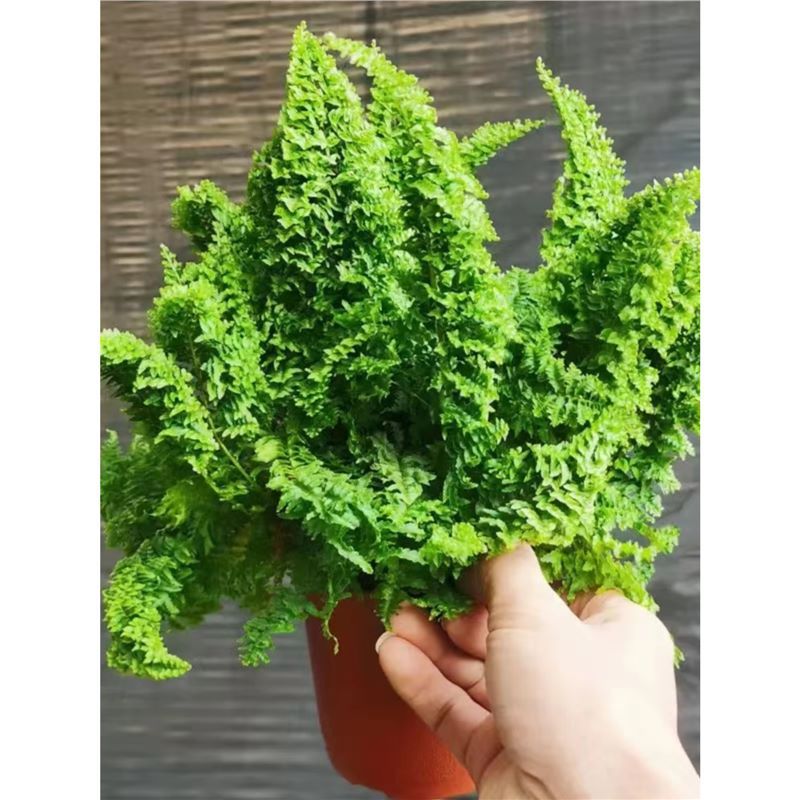 蕾丝蕨盆栽棉花糖肾蕨玛丽莎蕨类羽叶趣味装饰垂吊网红植物好养殖