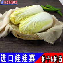 春秋美冠韩国娃娃菜种子迷你小型黄心白菜籽蔬菜种子春秋种植