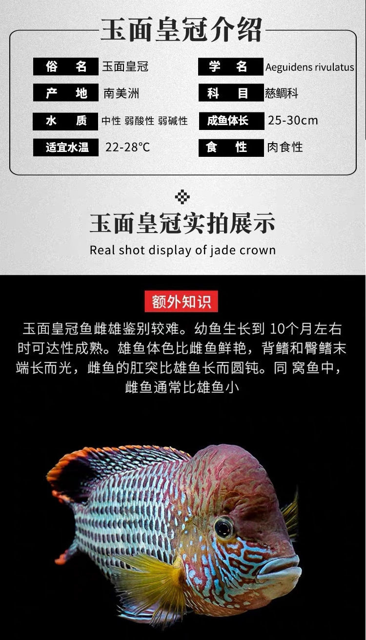 发财鱼玉面皇冠财神鱼红尾皇冠观赏鱼好看的鱼耐活的鱼热带鱼好养