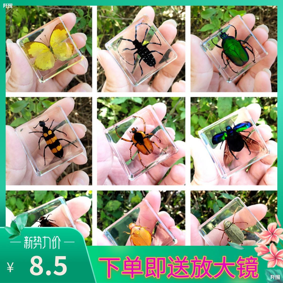 热卖小动物真实昆虫标本蜘蛛蝎子蜜蜂锹甲螃蟹蝴蝶蝗虫蟋蟀金龟子