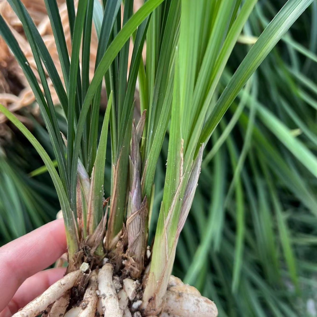 特壮 正宗 四川春剑 开花非常香 室内盆栽兰花 基地直销-阿里巴巴