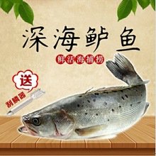 海鲈鱼新鲜冷冻海鱼特大海捕新鲜冰鲜速冻三去鲈鱼3条