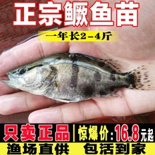 桂鱼苗半斤淡水养殖食用翘嘴鳜鱼贵鱼苗冷水路亚凶猛桂花鱼苗跨境