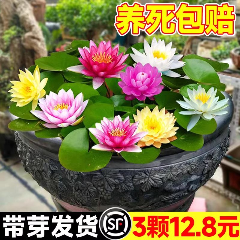 睡莲水培植物四季水养荷花水莲花盆栽花卉水池塘大睡莲根块带花苞