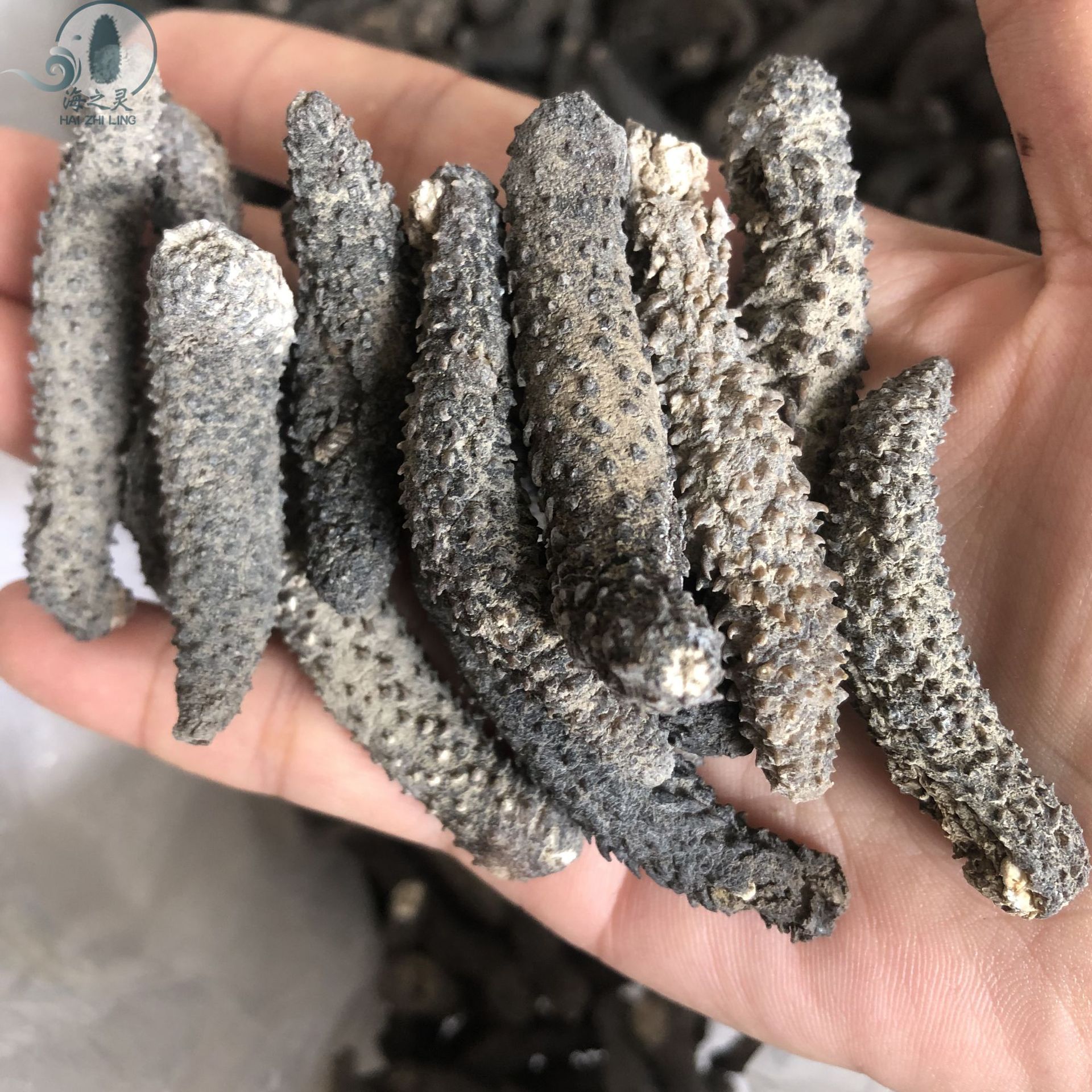 批发黑刺秃参去皮淡干黑刺秃黄金刺秃参海参干货170头足干 刺长密