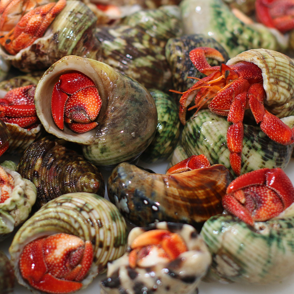 寄居蟹活体批发一手货源草莓黑莓灰白短腕