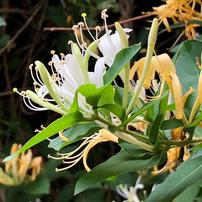 金银花种子忍冬花籽爬藤藤本植物常年生四季易种庭院家庭阳台盆栽