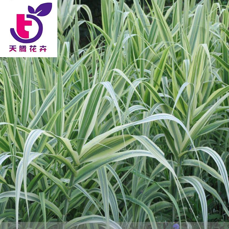 批发芦苇苗水生芦苇水体水面湿地绿化水生植物芦苇种苗绿化苗基地