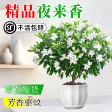 夜来香盆栽花卉室内客厅易活清香驱蚊植物室外庭院好养九里香树苗