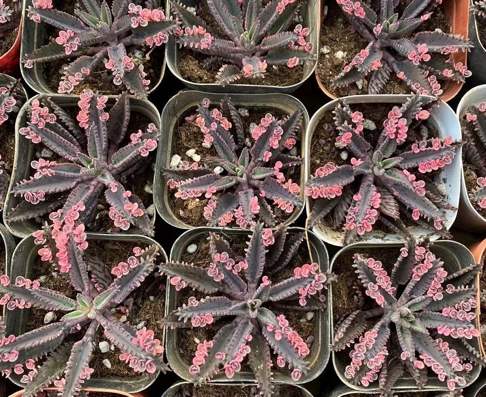 大叶不死鸟锦宽叶不死鸟多肉植物棒叶落地生根花阔叶肉肉