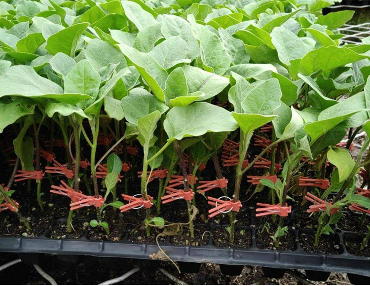 山东寿光嫁接茄子苗春秋四季盆栽大龙长茄种籽紫黑圆茄秧苗杭茄