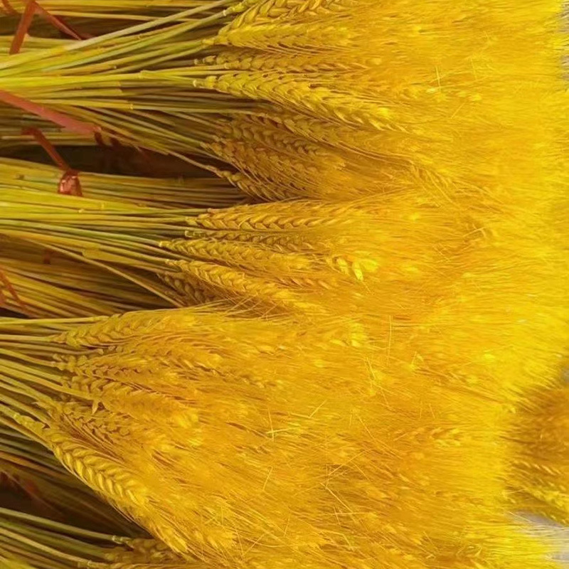 金黄色麦穗干花花束 客厅园林插花麦穗干花开业大麦花篮干花插花